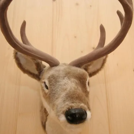 In Direkt Im Skigebiet *