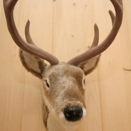 Alpstuga In Direkt Im Skigebiet *